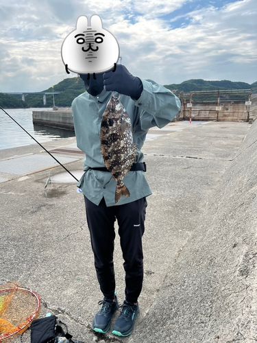 アイゴの釣果