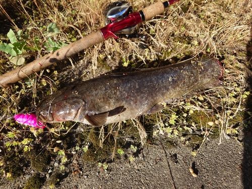 ナマズの釣果