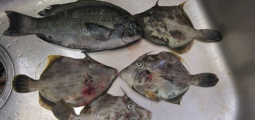 カワハギの釣果