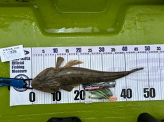 マゴチの釣果