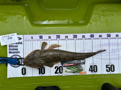 マゴチの釣果