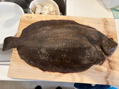 ナメタガレイの釣果