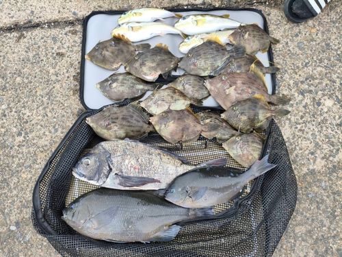 カワハギの釣果