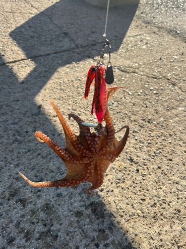 タコの釣果
