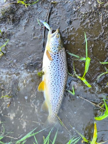 ブラウントラウトの釣果