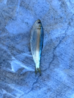 ママカリの釣果