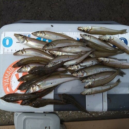 シロギスの釣果