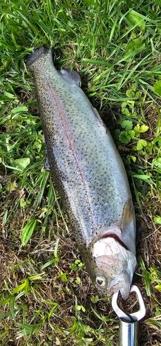 ニジマスの釣果