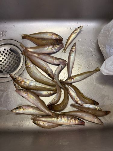 キスの釣果