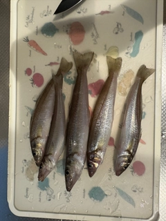 シロギスの釣果