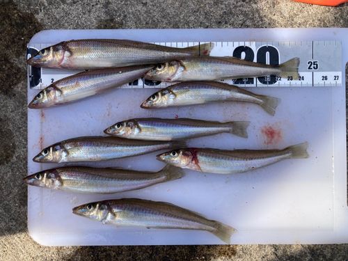 キスの釣果