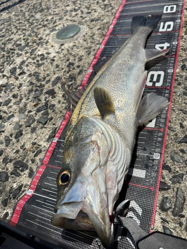 シーバスの釣果