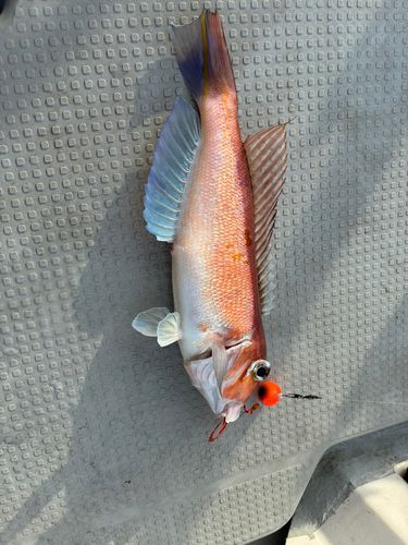 アマダイの釣果