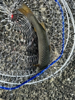 ボラの釣果