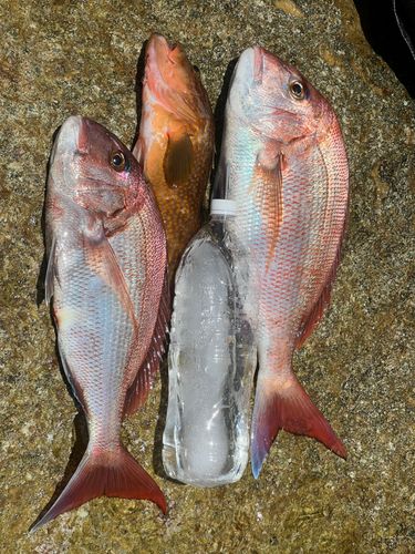 マダイの釣果