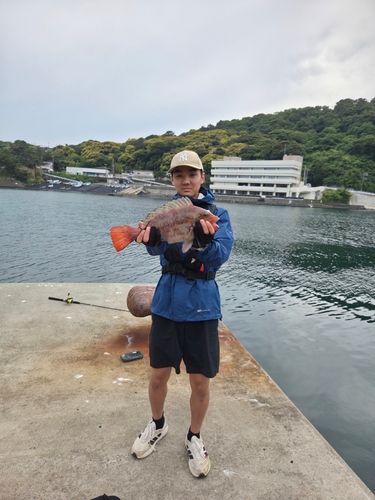 ブダイの釣果