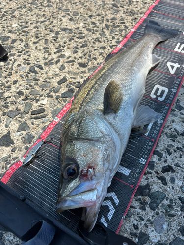 シーバスの釣果