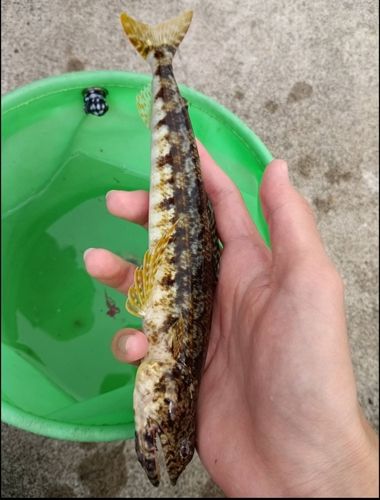 エソの釣果