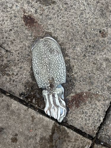 シリヤケイカの釣果