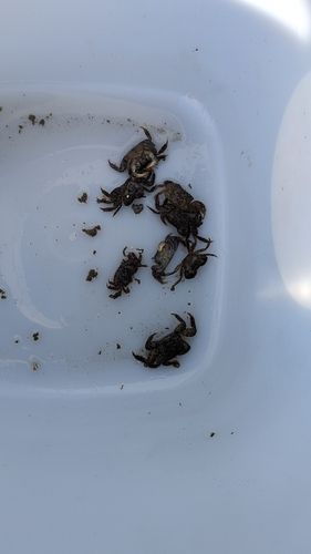カニの釣果