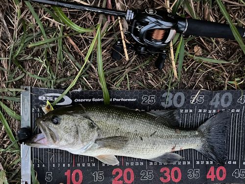 ラージマウスバスの釣果