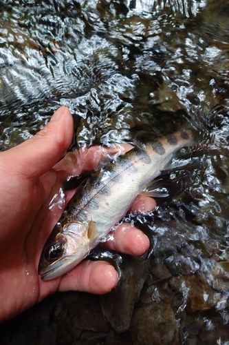 アマゴの釣果