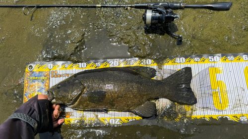 スモールマウスバスの釣果
