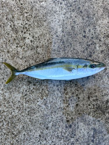 ハマチの釣果