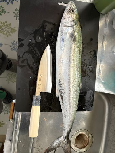 サゴシの釣果