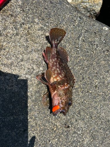 カサゴの釣果