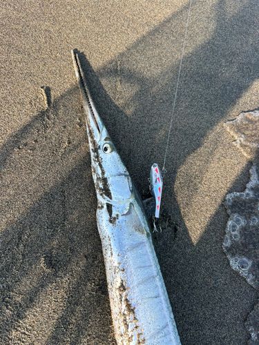 ダツの釣果