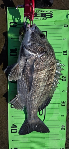 チヌの釣果
