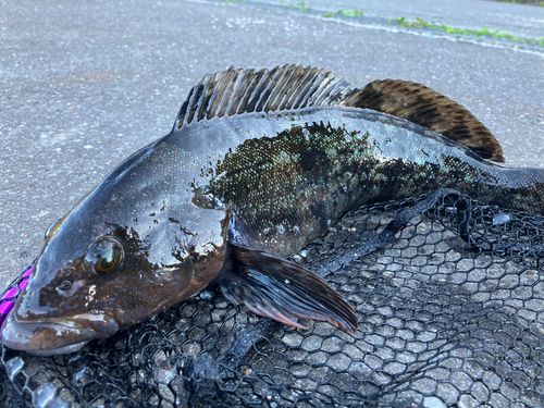 アイナメの釣果
