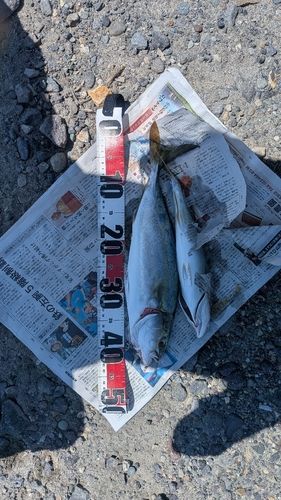 イナダの釣果
