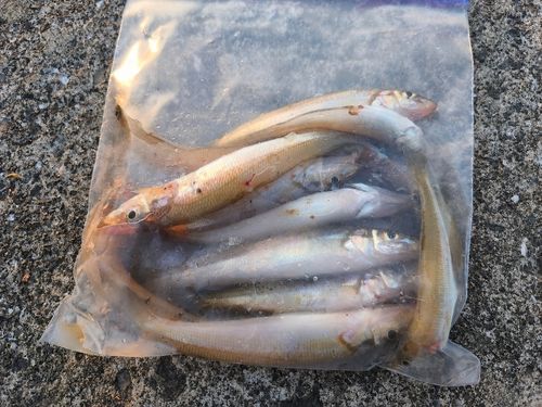 キスの釣果