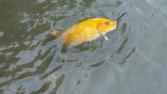 コイの釣果