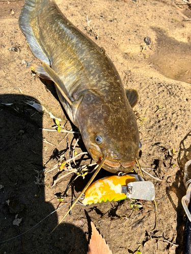 ナマズの釣果