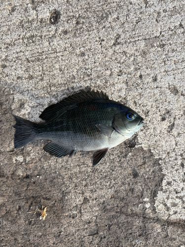 メジナの釣果