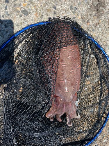 モンゴウイカの釣果