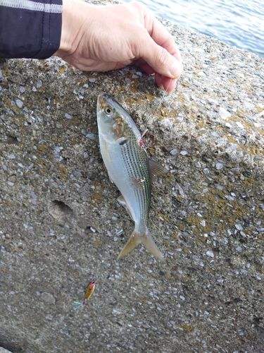 コノシロの釣果