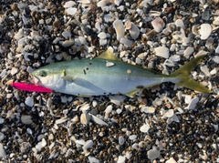 イナダの釣果