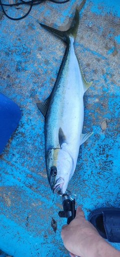 ブリの釣果