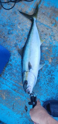 ブリの釣果