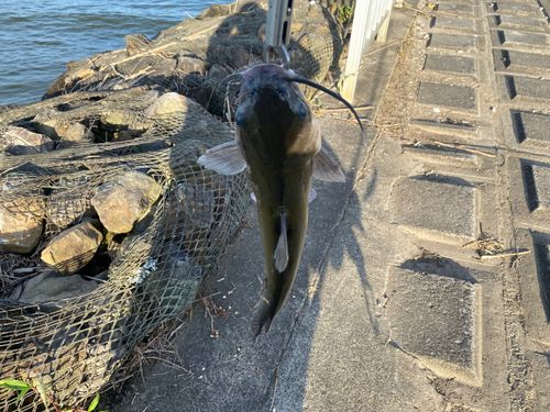 アメリカナマズの釣果