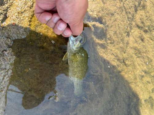 栃木県で釣れたライギョの釣り・釣果情報 - アングラーズ | 釣果600万