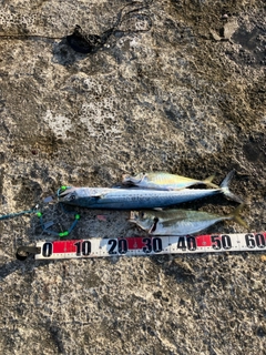 サゴシの釣果
