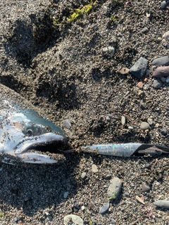 サクラマスの釣果