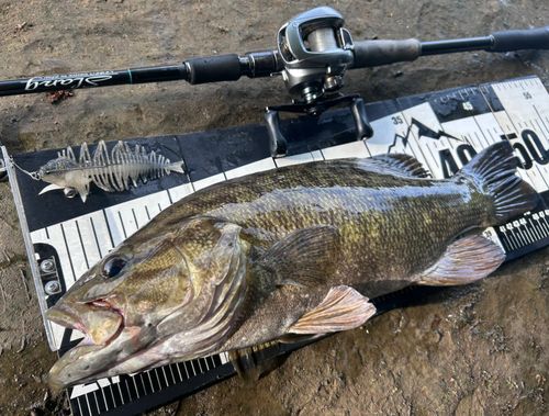 スモールマウスバスの釣果