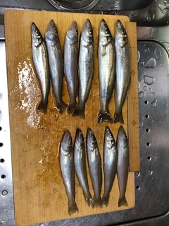 シロギスの釣果