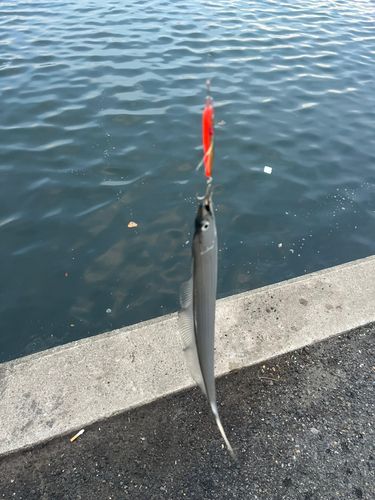 タチウオの釣果